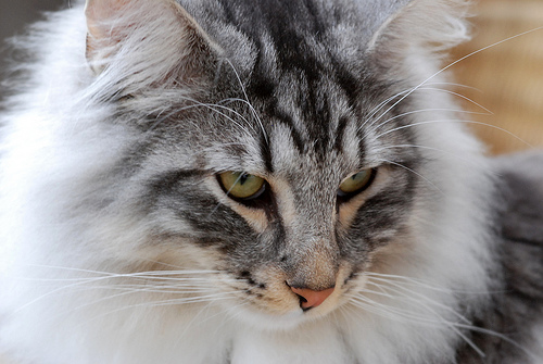 Feral Cat Rescue and Research